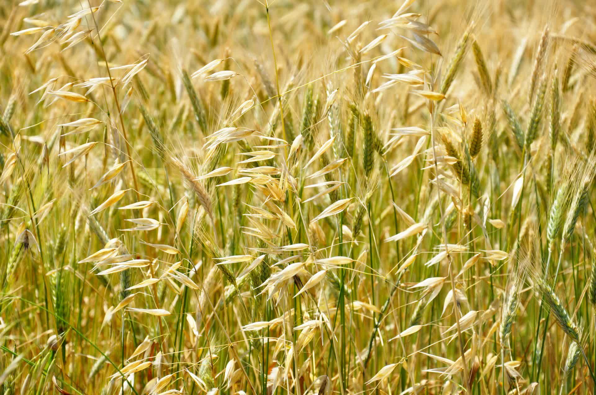 Namibie : insécurité alimentaire croissante