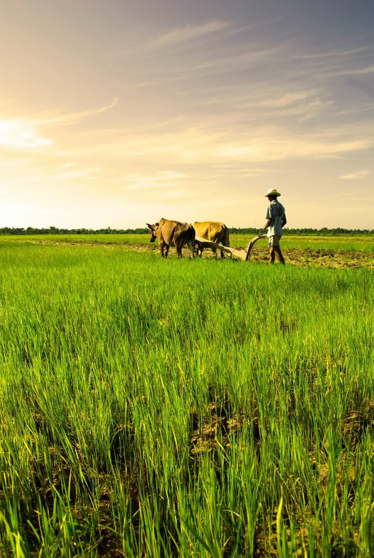 Zimbabwe : crise économique prolongée, chocs climatiques et insécurité alimentaire persistante