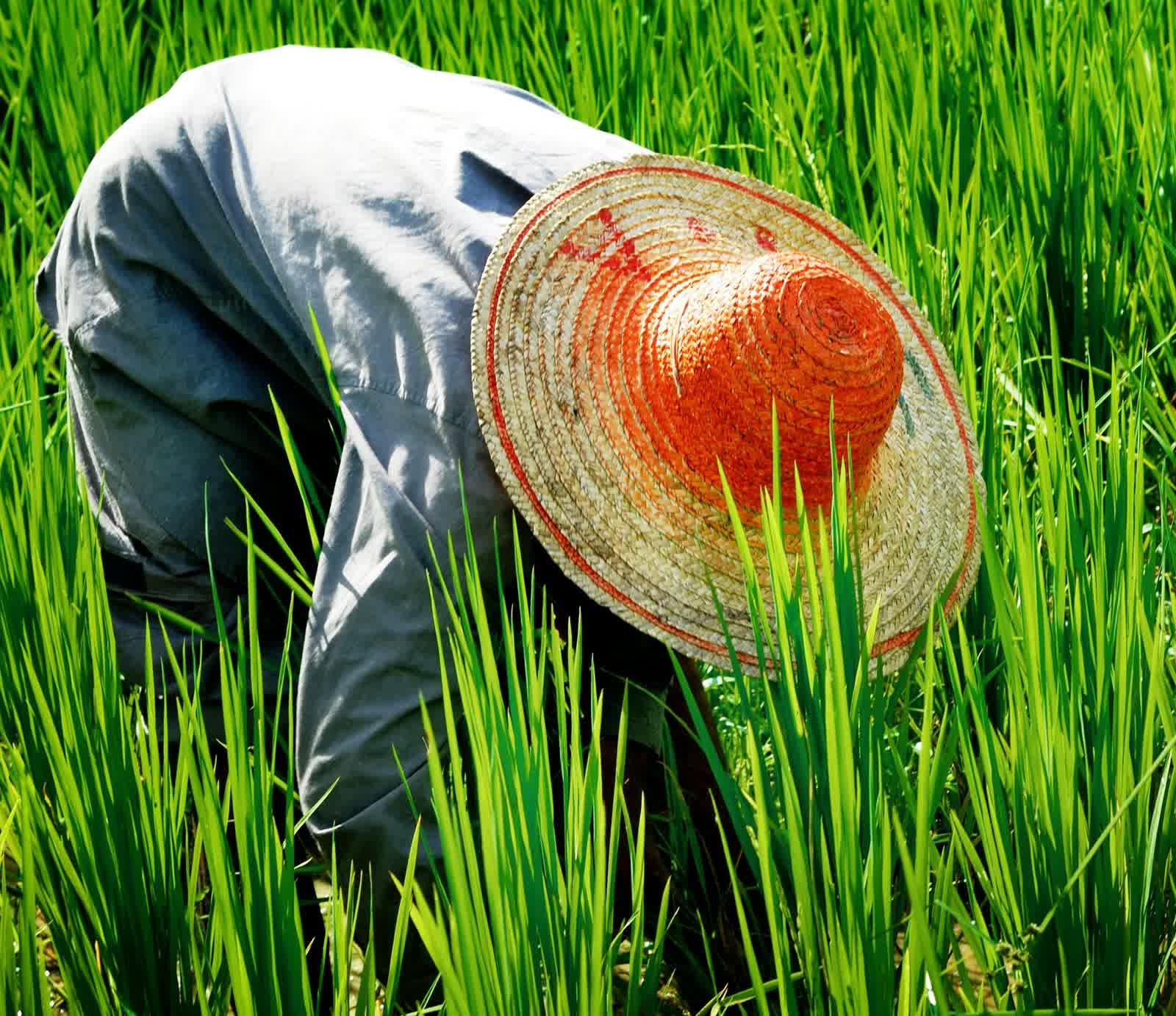 Sécurité alimentaire : produire localement pour nourrir durablement