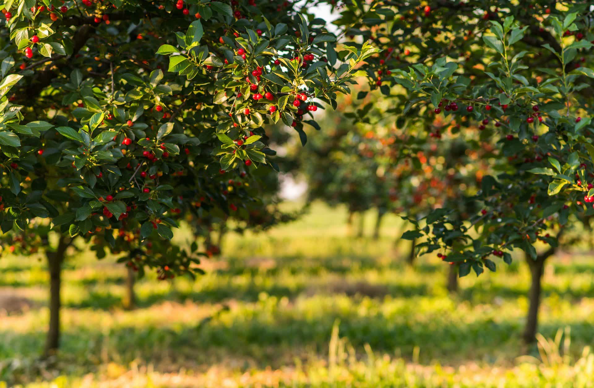 Transformation agroalimentaire : créer de la valeur au niveau national