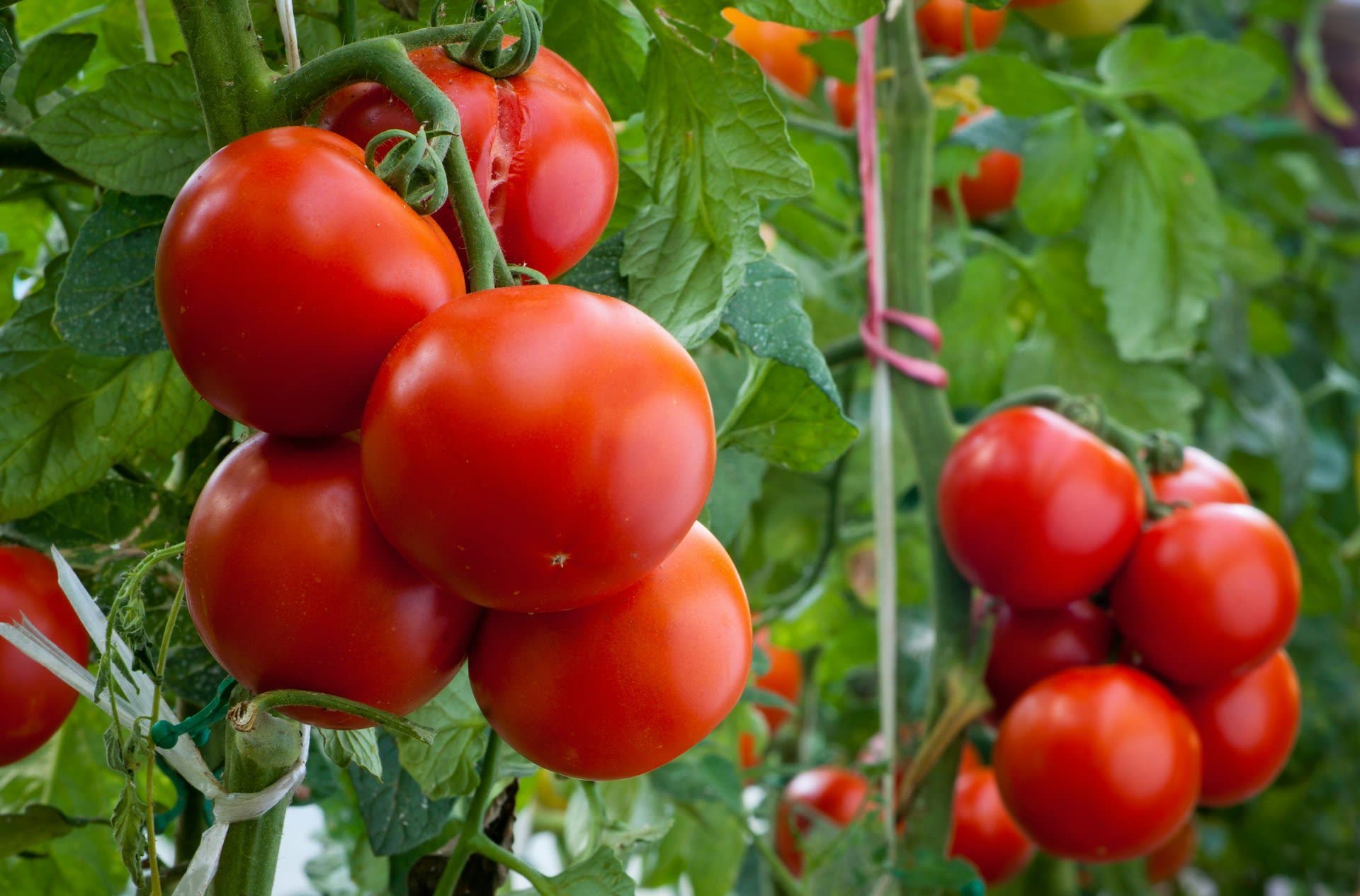 La persistance de l’extrême pauvreté empêche des millions de personnes d’accéder à une alimentation suffisante.