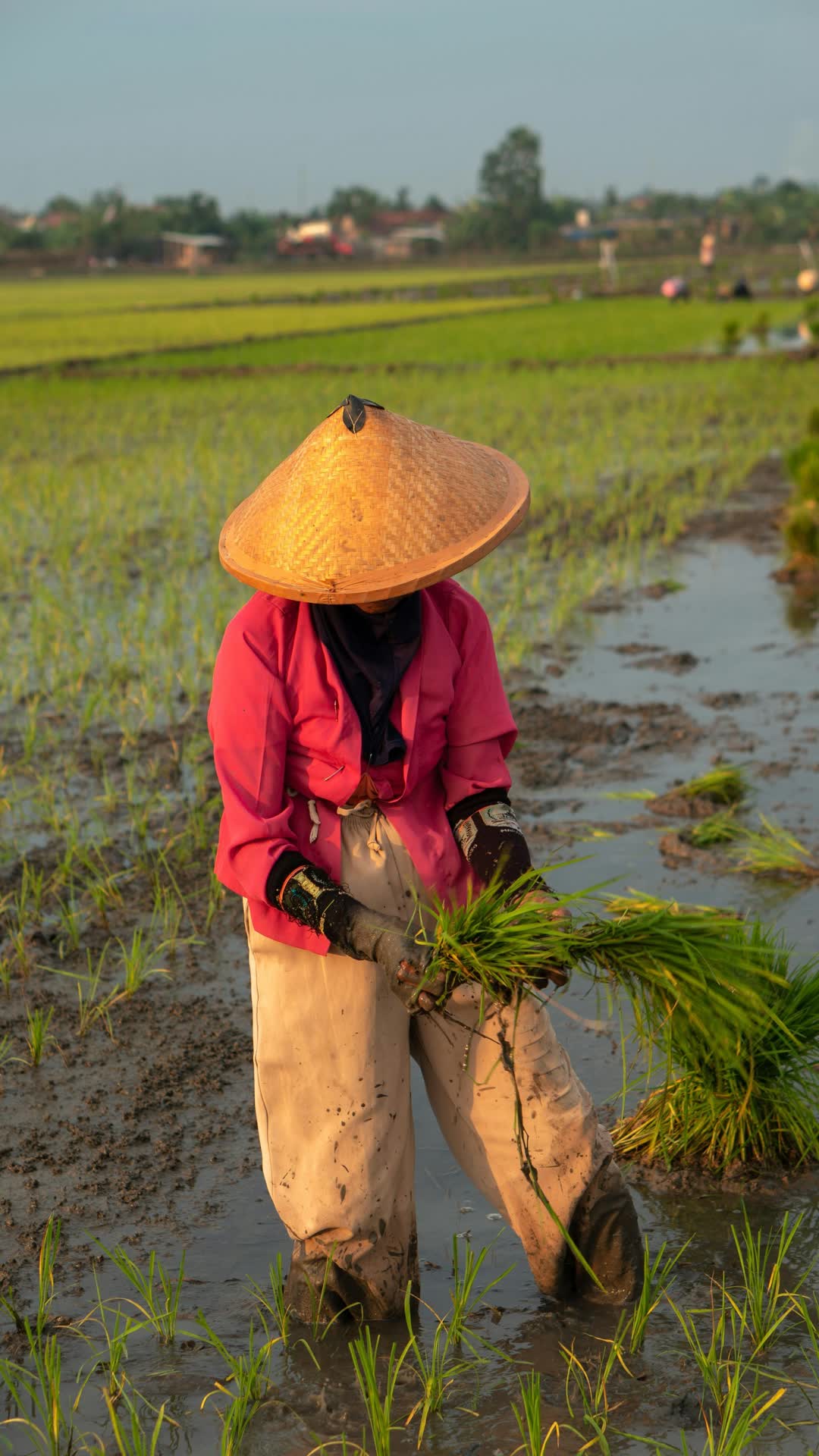 Valoriser les chaînes de valeur agricoles pour stimuler la croissance inclusive